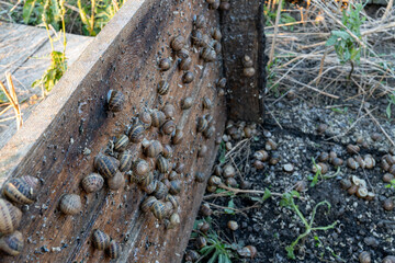 Specialized industrial facility focuses on breeding live terrestrial gastropods with spiral shells for high quality protein food market distribution. © Pasha