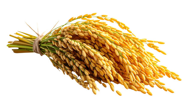 A bundle of harvested golden rice stalks tied together, delicate grain heads drooping naturally, isolated on transparent background