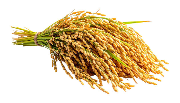 A bundle of freshly harvested golden rice stalks tied together, delicate grain heads drooping naturally, isolated on transparent background.