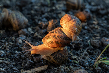 Live terrestrial gastropods crawl on organic dark dirt at agricultural cultivation area during professional breeding process under sunset sunlight. © Pasha