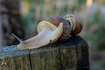 Live terrestrial organisms with spiral houses extend tentacles while climbing textured block during organic protein production process in specialized outdoor agricultural area. © Pasha