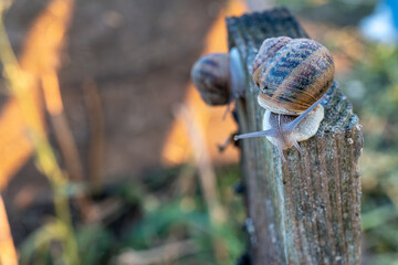 Two live terrestrial organisms with spiral houses crawl on vertical construction block during commercial protein cultivation process in open air agricultural zone. © Pasha