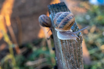 Live terrestrial organisms with spiral houses crawl on vertical construction block during commercial protein cultivation process in open air agricultural zone. © Pasha