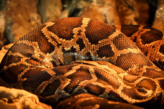 close up of a python