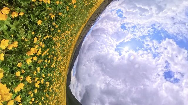 Dynamic Yellow Flowers Alpine Meadow Transition Little Planet View