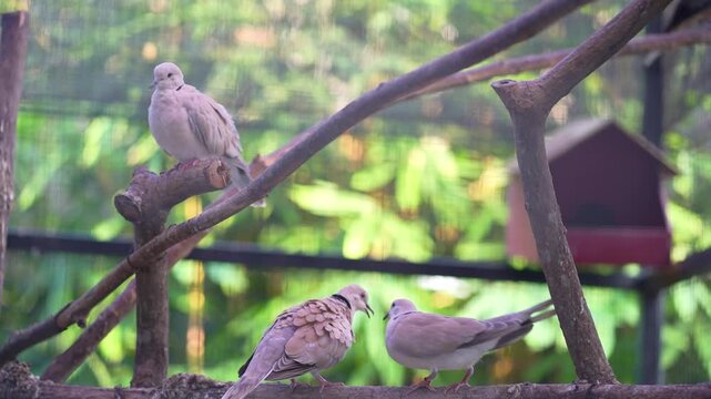 the bird talk on the branch, two barbary doves spending afternoon together