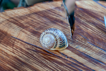 Individual spiral terrestrial house with brown pattern rests on varnished natural timber platform section outdoors near green bushes under daylight during summer culinary exhibition. © Pasha