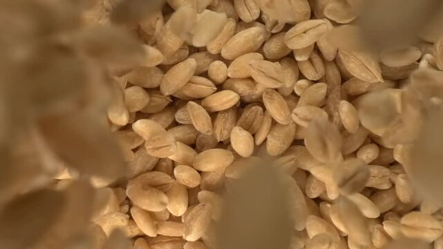 Pearl barley grains falling into burlap sack in super slow motion top view