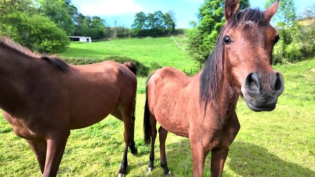 Two brown horses standing together in a green field