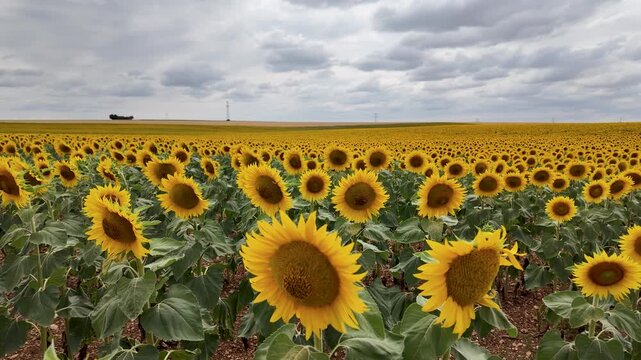 Sunflower field with blooming flowers under cloudy skies in slow motion