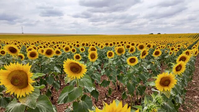 Sunflower field with blooming yellow flowers under cloudy skies