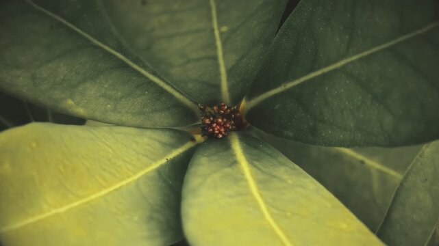 Laurel leaves and flower vintage colour pull look close up stock footage