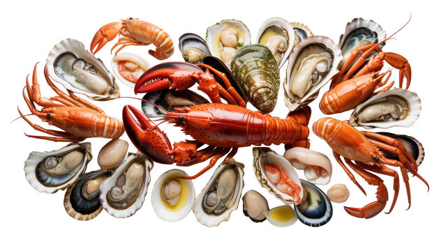 A gourmet seafood platter featuring a large cooked red lobster surrounded by various fresh oysters, shellfish, and crustaceans on white background