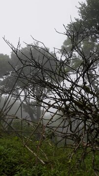 Lone Tree Swaying in Dense Fog and Strong Wind, Beautiful Sri Lankan Mountains, Vertical 4K