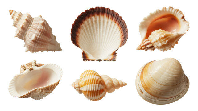 Collection of various sea shells including spiral shells and bivalves arranged on a white background, for nature study, or coastal decoration