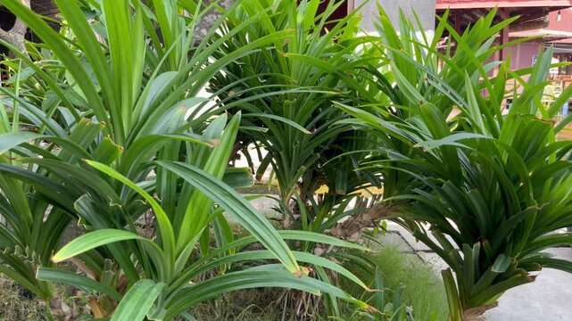 Fresh Green Pandan Leaves Plant Growing Outdoors in the Garden