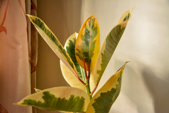 Detailed macro shot of Ficus elastica Tineke foliage, indoor tropical houseplant concept
