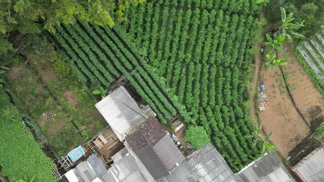 Drone Video Footage of Indonesian Rural Village and Rural Landscape in the Mountain side or Hill side of Bromo Mountains Pasuruan Jawa Timur