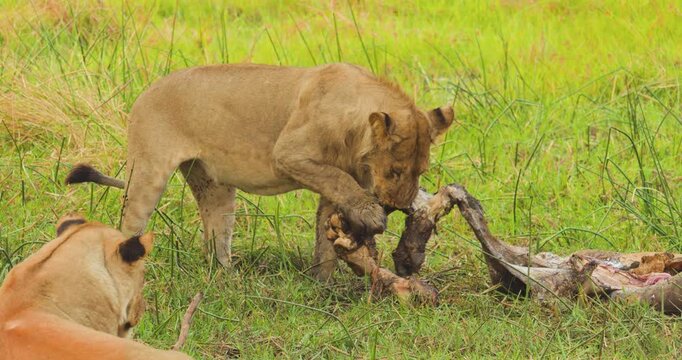 4K video; Young male Lion (Panthera leo) playing with and eating from the remains of a dead Hippopotamus, Moremi Game Reserve Botswana