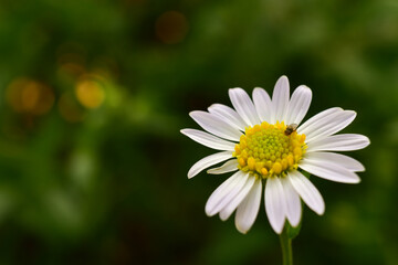 Fototapeta premium white daisy flower