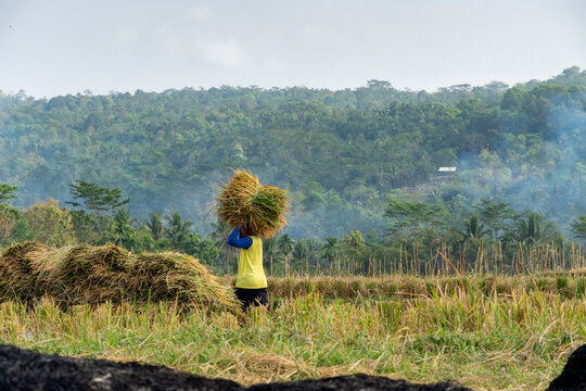 Asian farmer carrying a heavy sheaf of harvested rice on head across a paddy field with green hills background in horizontal view. Rural labor and harvest concept.