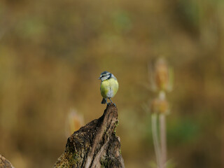 Blaumeise © Manfred Stöber