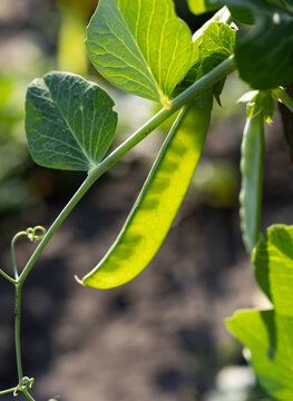 Green pea pod hangs from vine, sunlit and fresh