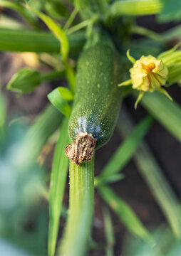 Fresh zucchini grows on a vine with a yellow flower