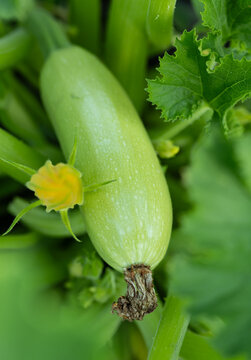 Fresh green zucchini with yellow flower