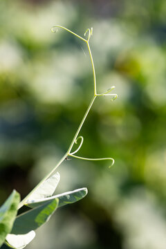 Delicate pea vine curls upward in soft sunlight