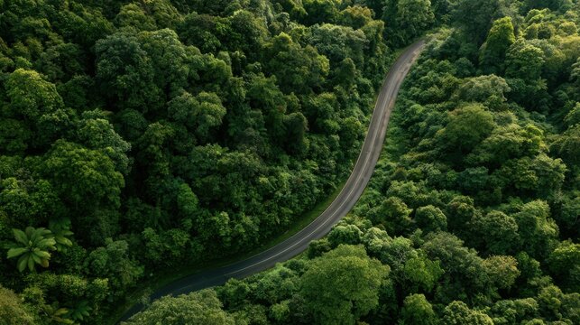 Aerial Forest Road Through Tropical Landscape for ESG Sustainability and Net Zero Strategy
