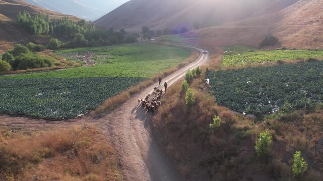Dirt road splits green Chalus Road farm plots with a vehicle on the track, rural agriculture set against dry mountain slopes. Ideal for travel, tourism, and nature stock Iran Alborz valleys.