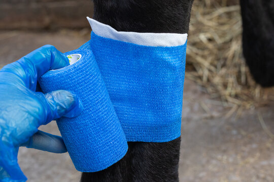 Close-up of a gloved hand applying a blue cohesive veterinary bandage to a horse's lower leg during equine first aid and wound care. Vet wrap being to used. Equestrian. 