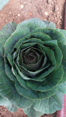 Obraz premium Close-up view of cabbage head showing rosette pattern, detailed green vegetable texture, fresh organic produce