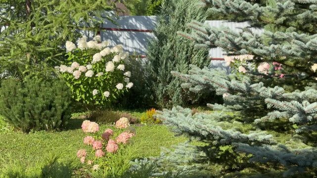 Lush hydrangeas in the garden in summer