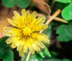 Bright yellow flower with ants on petals in a green garden setting during spring © Florent Vassogne