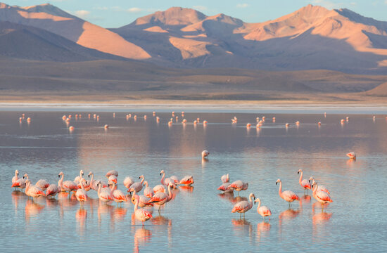 Flamingo
