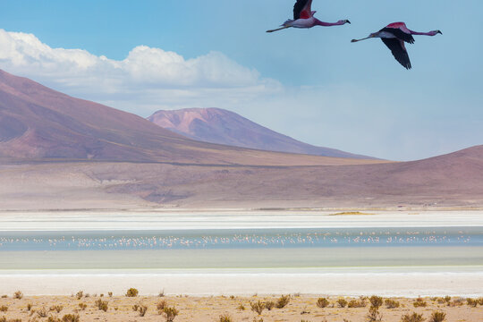 Flamingo