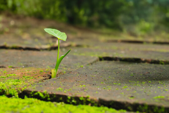 Small plant sprout growing through the crack brick, new life, growth, and hope.
