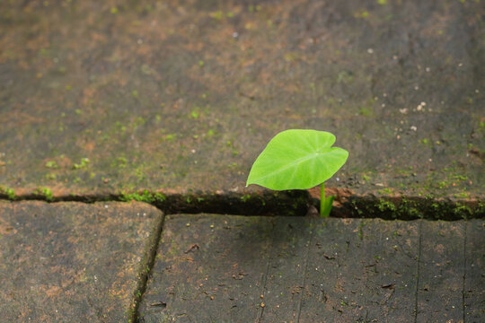 Small plant sprout growing through the crack brick, new life, growth, and hope.