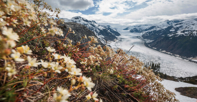 Mountains meadow