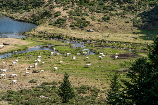 Aerial View of Herd of White Cows Grazing Near Mountain River, Cattle Pasture Landscape, Etang de Comte