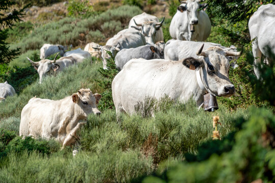 Herd of White Cows and Calf Walking Down Mountain Pasture, Livestock Grazing on Hillside, Rural Farming Scene