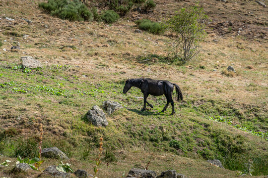 Black Horse Walking a Grassy Mountain, Wild Equine Grazing in Rural Landscape, Rocky Hillside, Pasture Scene