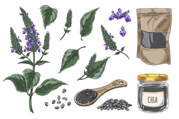 Fototapeta premium Chia plant and products vector sketch collection, Salvia hispanica, condiment or seasoning seeds, Superfood packages