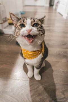 Cute Smiling Tabby Cat Wearing Yellow Bandana Meowing directly at Camera Indoors