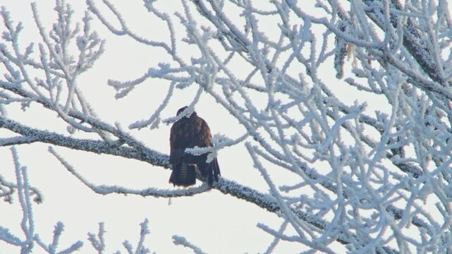 Common Buzzard actively hunting at a frosty woodland edge in winter, Germany, bird of prey searching for survival in 4K