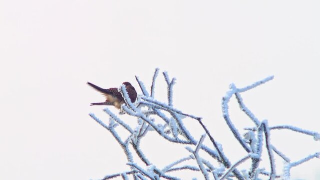 Common Kestrel Hunting in a Frosty Winter Meadow, Adult Female Bird Searching for Food and Survival in Germany, 4K