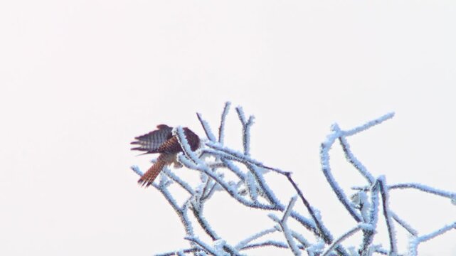 Common Kestrel Hunting in a Frosty Winter Meadow, Adult Female Bird Searching for Food and Survival in Germany, 4K