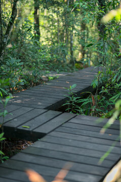 Serene Pathway Through Lush Green Forest in Yai Region